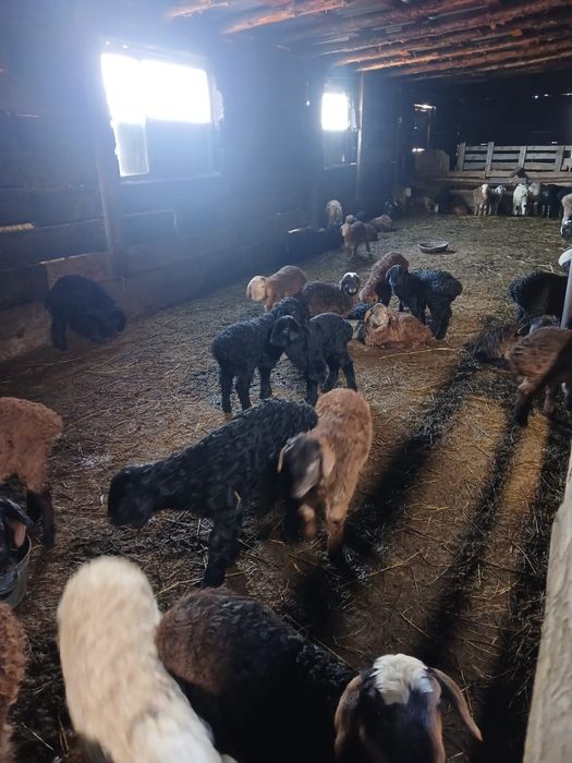 Баранина с ягненком