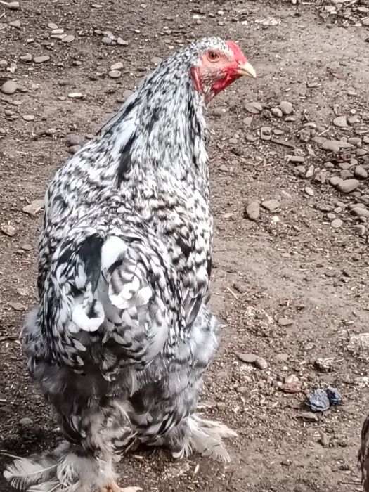 cocoși diferite rase