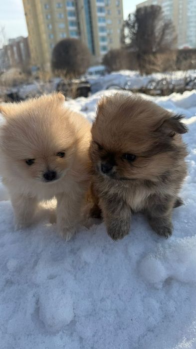 Шпиц миник срочно!