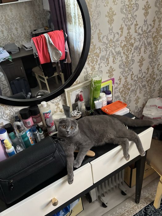 Кошка Вислоухий Шотландец Скоттиш Страйт