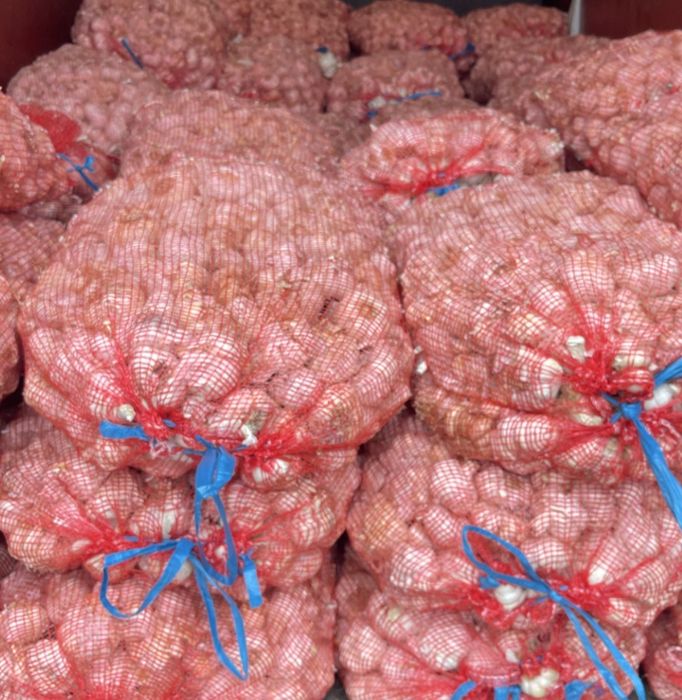 Vând usturoi de pus în pământ