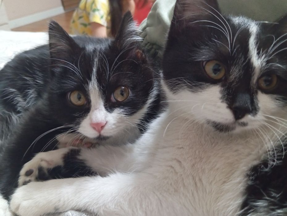 Котята отдам а добрые руки