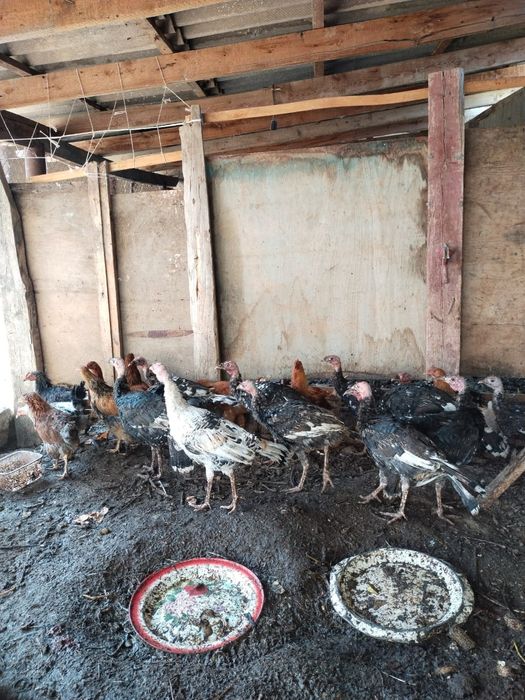 Үндіктер мен тауықтар