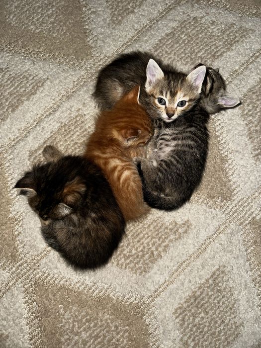 Отдам котят даром в заботливые руки