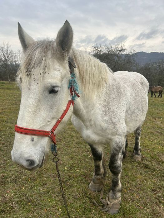 Vând iapă cu mânz