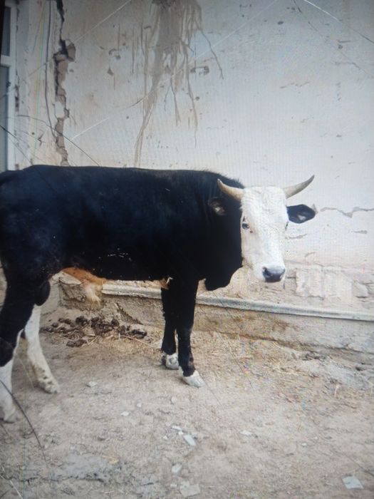 Бука сатылады тез арада 2.5 жасар