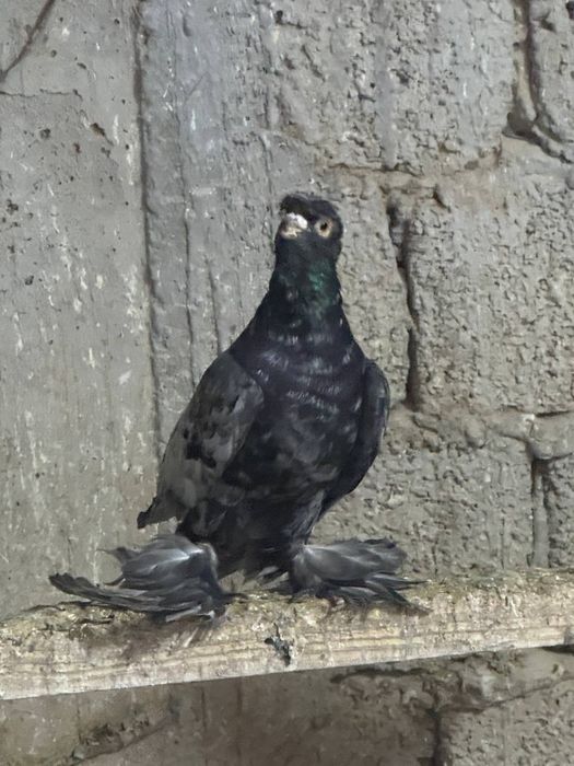 Dekorativ bezak kaptarlar sotiladi