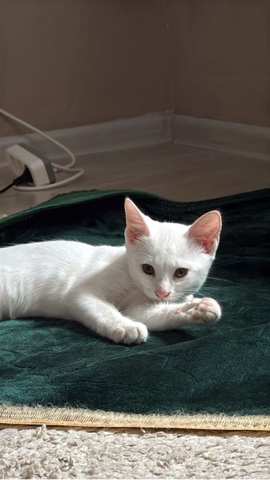 котенок бесплатно