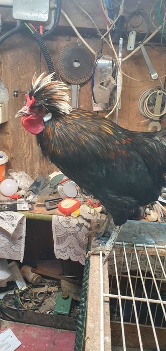 Cocoș  Moțată Olandeză