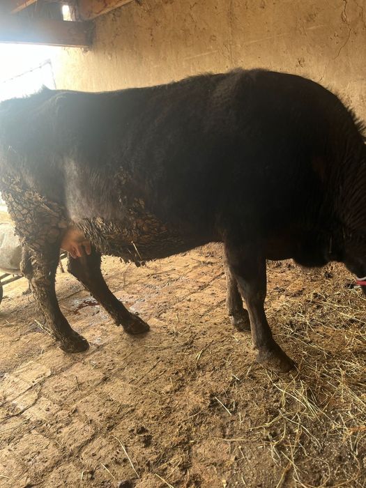 Семіз сиыр сатылады