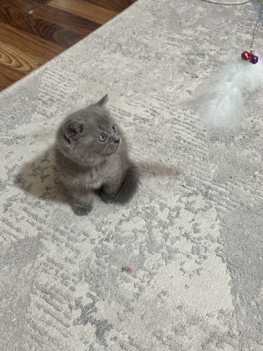Шатландские котята