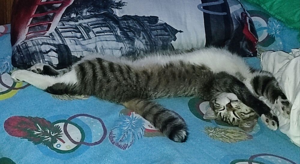 Котик ищет дом, .