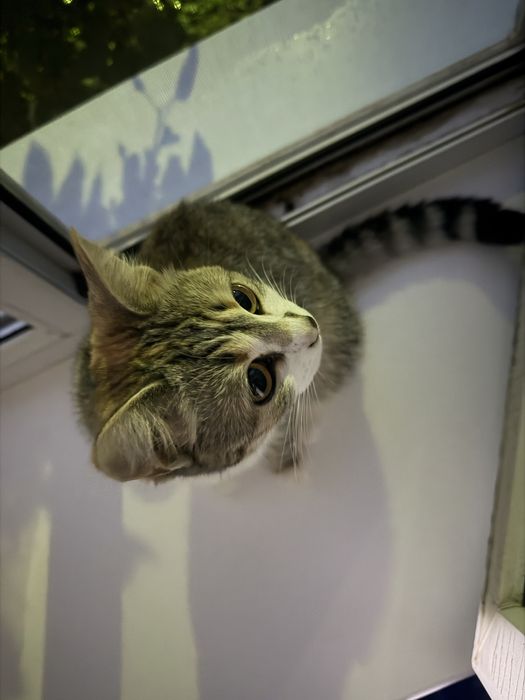 Отдам котенка в хорошие руки