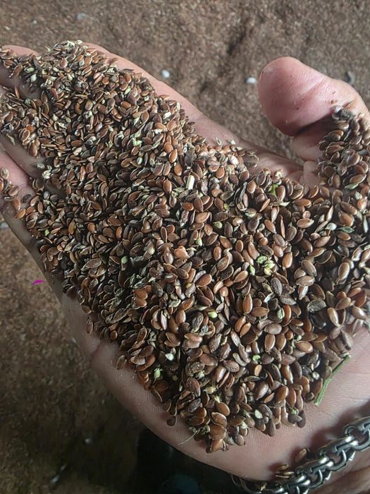 Пшеница.Платный чат!Все корма.