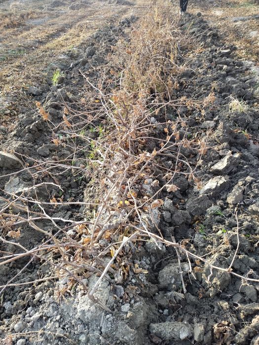 2-3 йиллик узум кучатлари сотилади