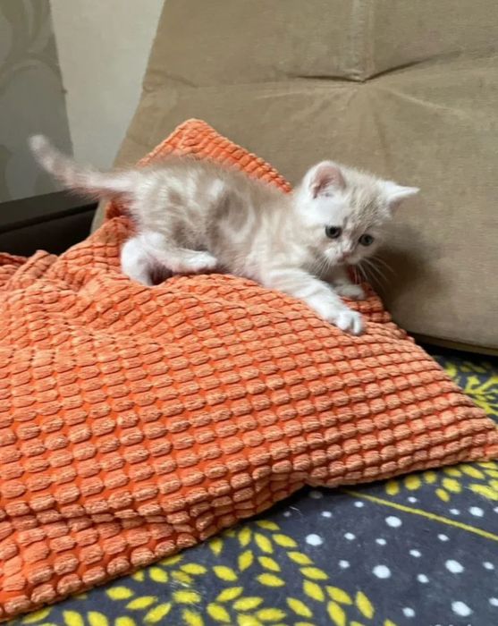 Котята фолды и страйт