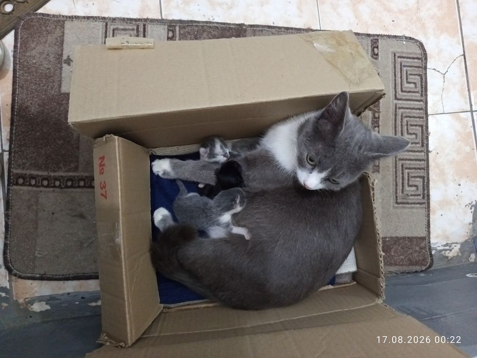 Кошка с котятами