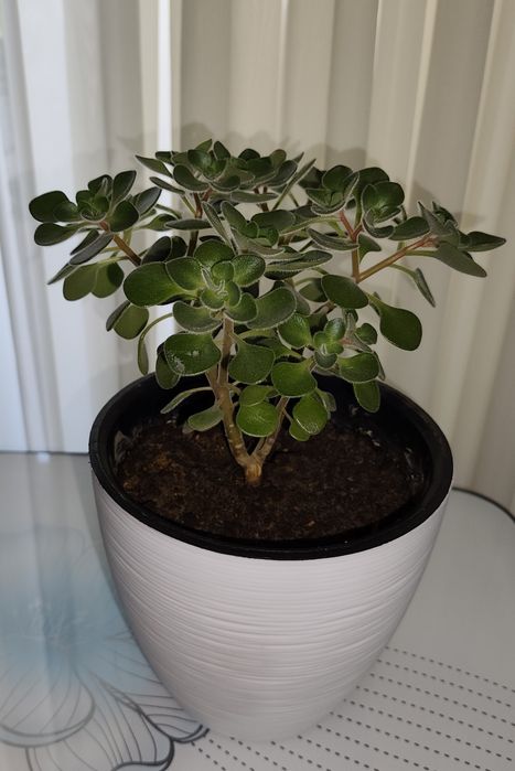 Продам цветок корделины и аихризона.