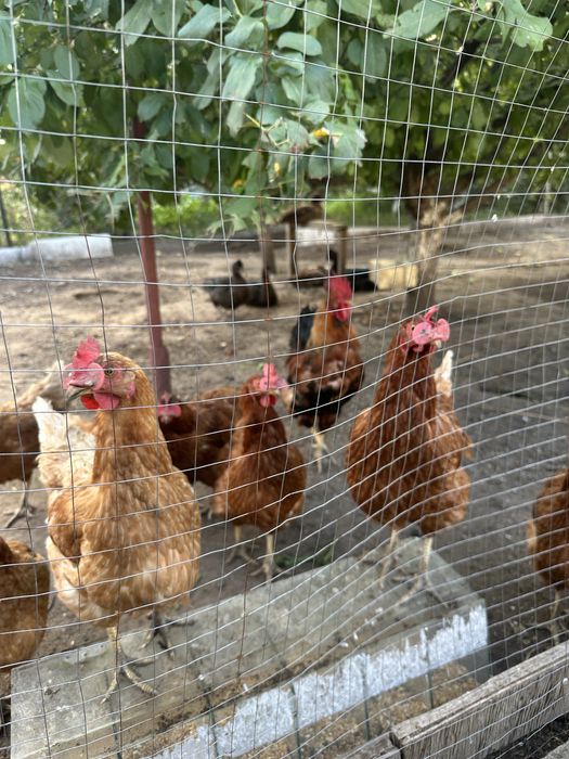 Продам курей и индоуток