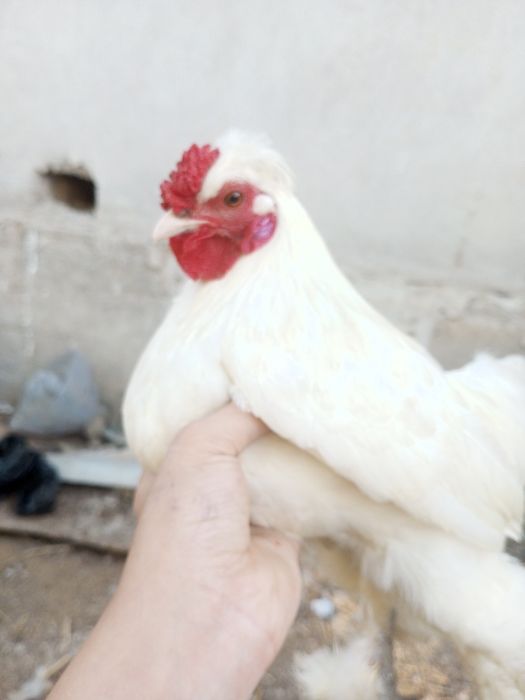 Yapon xoʻroz sotiladi