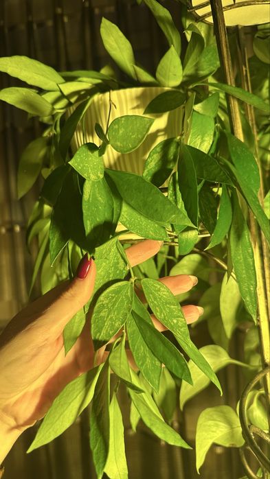 Гибискус, Аглаонема Фридман, Хойя