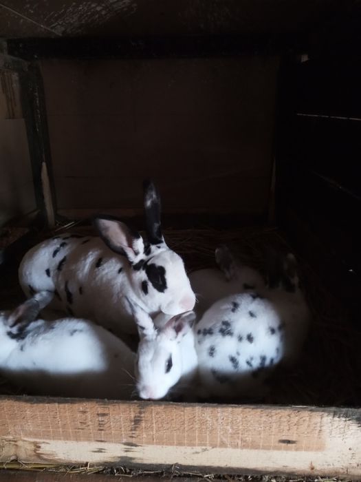 Iepurași rex sau maturi