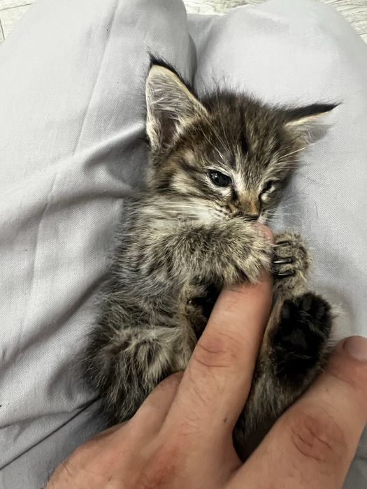 3 недельный котенок нуждается в семье