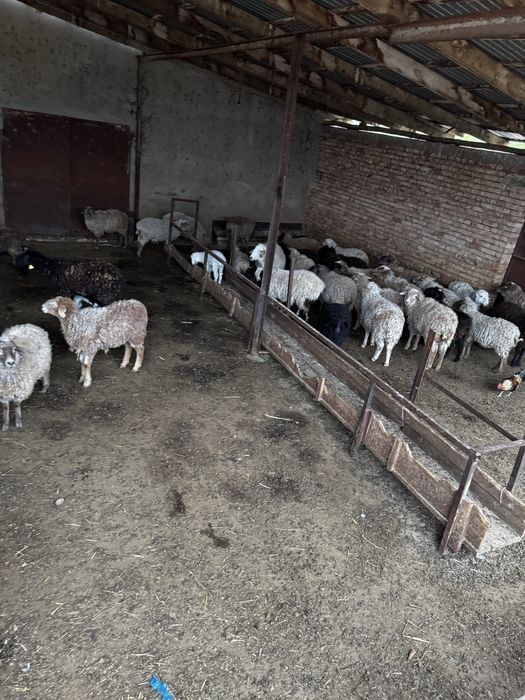 Продам тохтушек и