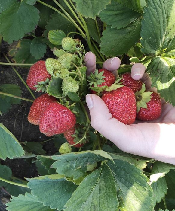 Клубника саженцы