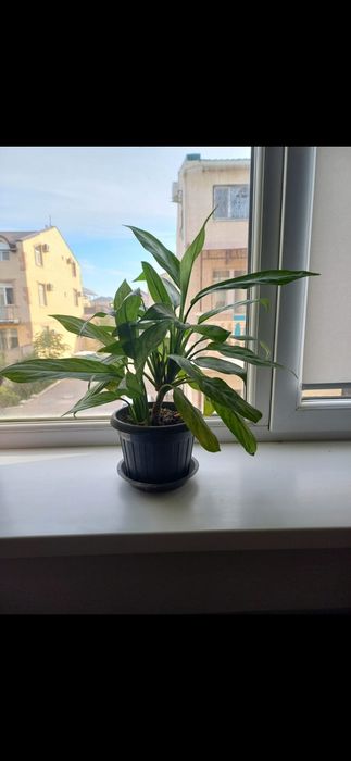 Комнатные растения