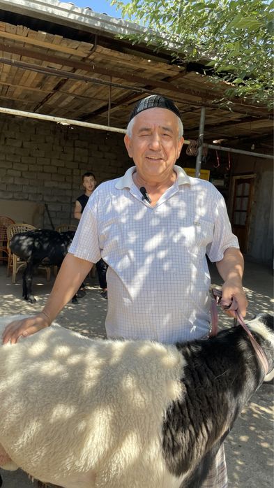 To'y, aqiqa, marosimlar uchun qo'ylar!