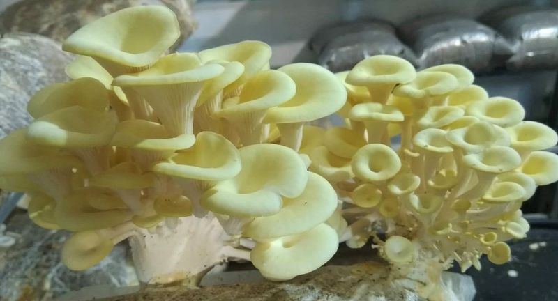 Чували със заразен субстрат за гъби!