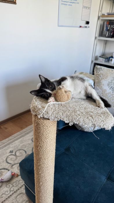 Котенок 2 месяца