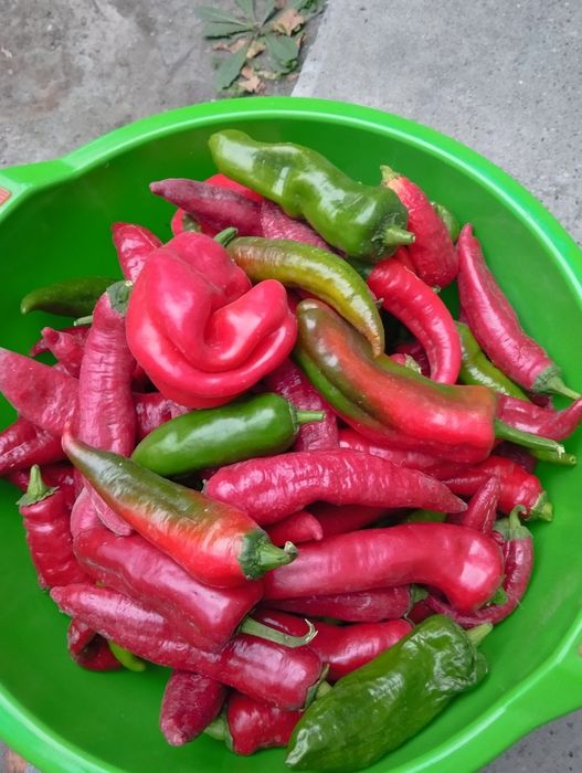 Продам Горький перец