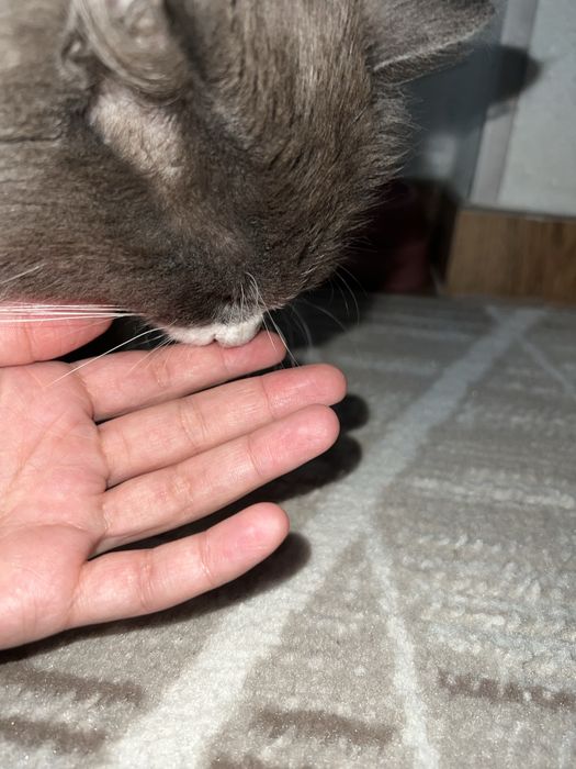 Кошка Бесплатно хорошие руки