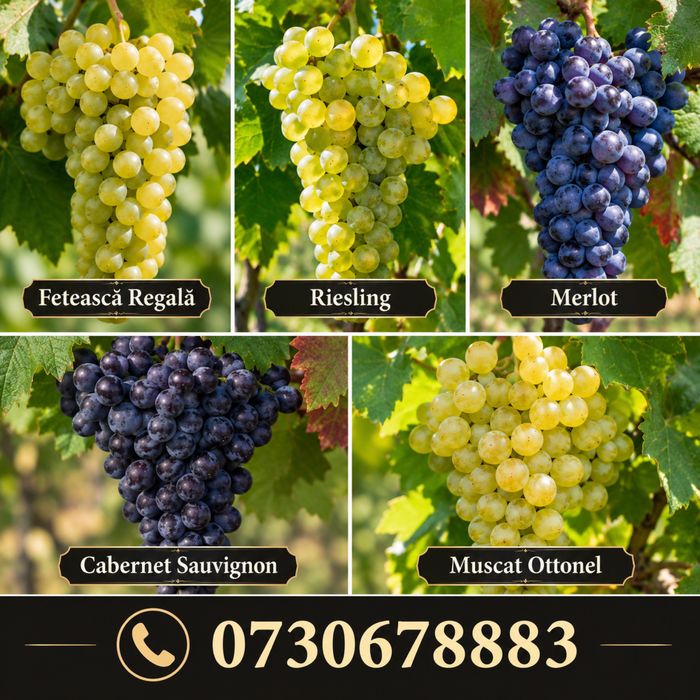 Struguri de vin 2026