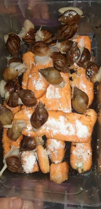 Ulitkalar sotiladi optom narxda