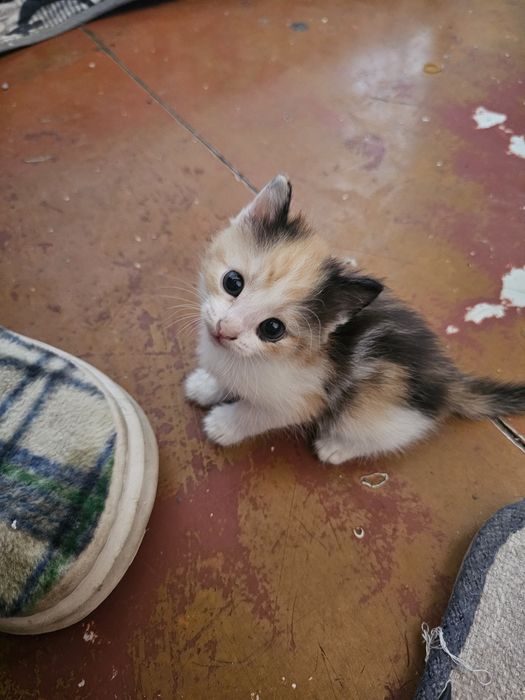 Отдаем котят в добрые руки