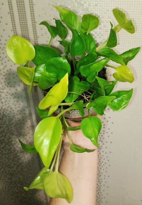 Сциндпсус ЕЛИСЕЙСКИЕ ПОЛЯ 15000т