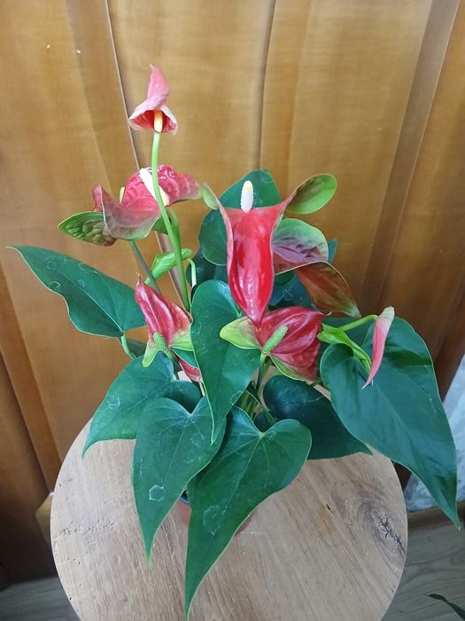 Антуриум комнатные цветы