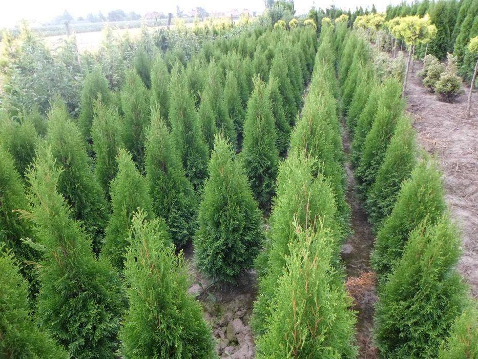 Tuia Thuia Thuja smaragd, gros, frumos, mare 120-140cm