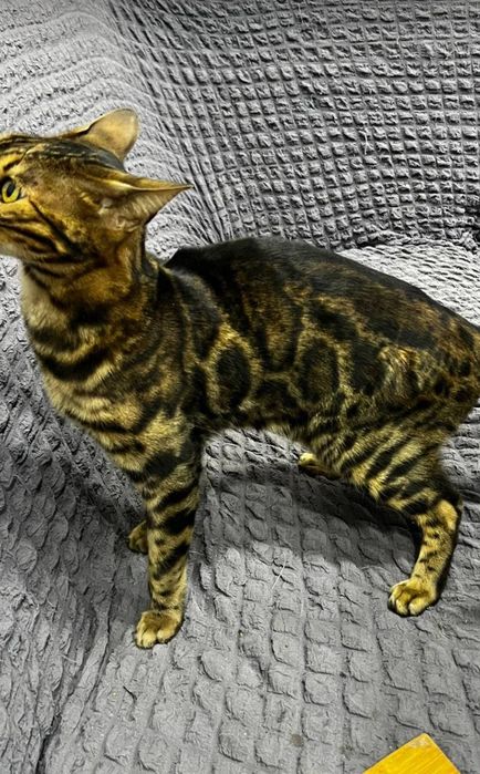 Qiz yalangoch uxlaydi va sikiladi (video)