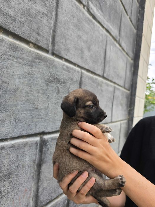 Отдам щенят, срочно!