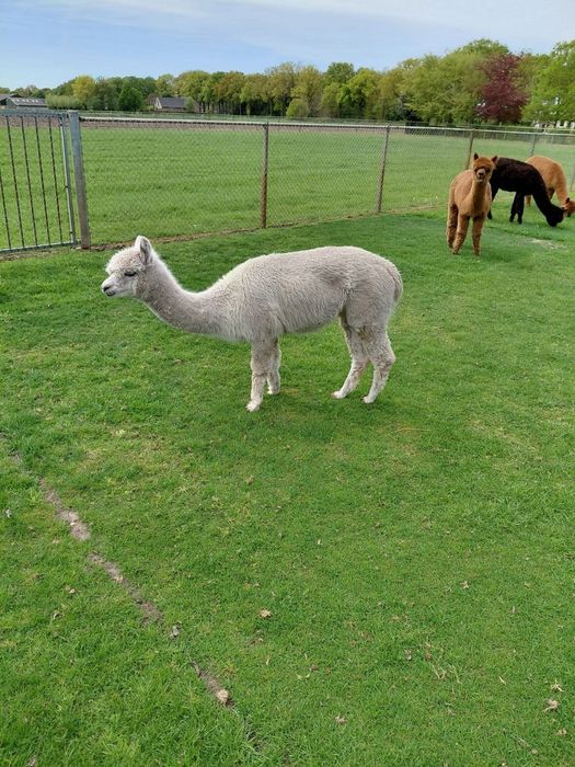 Vand alpaca prietenoase cu copiii