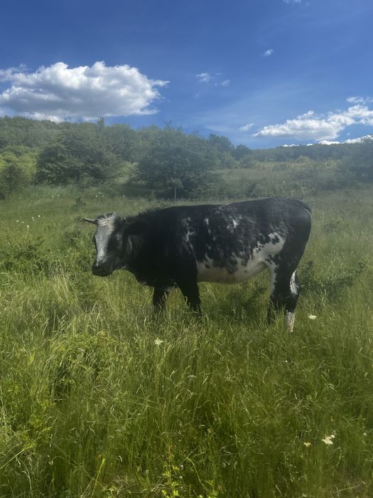Vand 1 vaca si 3 junici