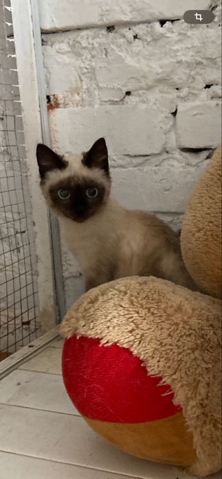 Отдам котенка в добрые руки