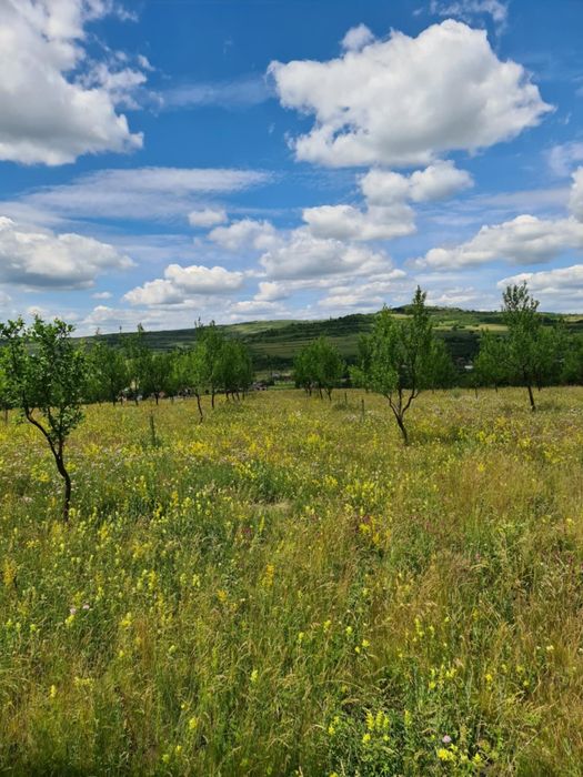 Livada tananara  Aluniș