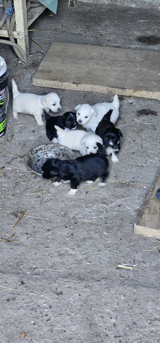 Bichon Talie Mica