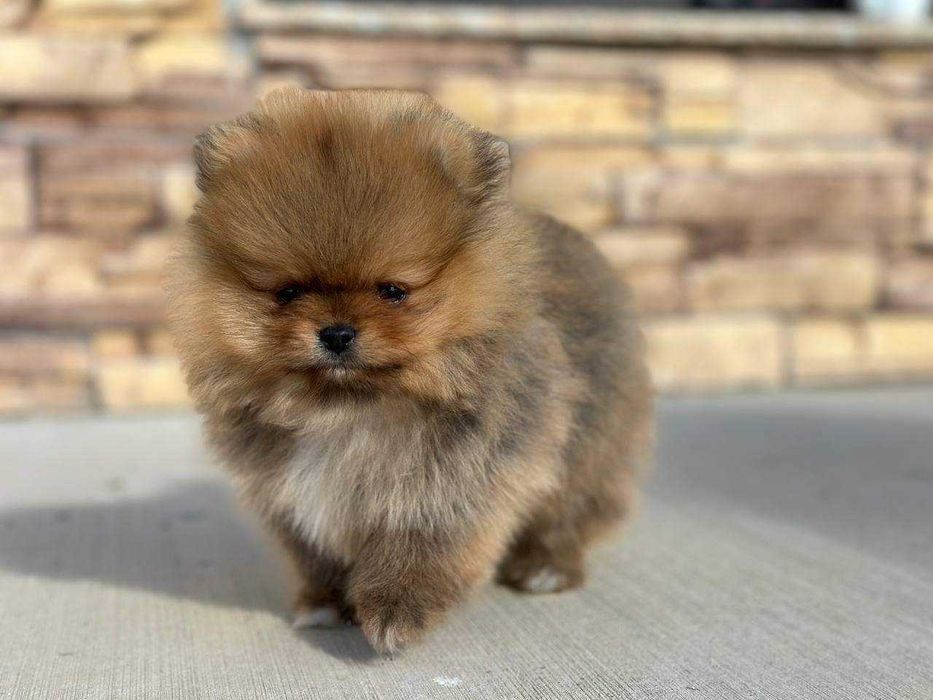 Померан топ мини бейби фейс