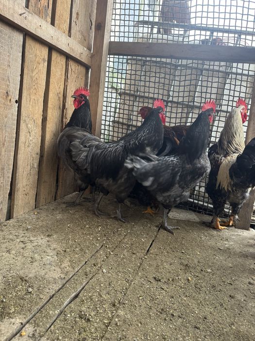 Vand cocosi frumosi!